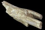 Partial Theropod Caudal (Tail) Vertebra - Montana #103752-4